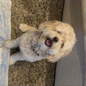 Meet your Posher, Nellie